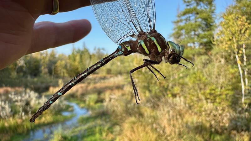 Photo of Shadow Darner