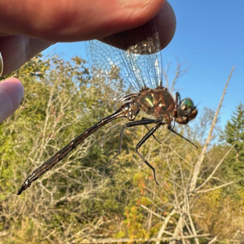 Photo of Williamson's Emerald