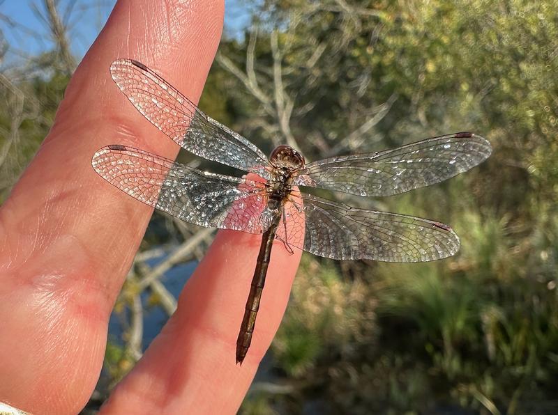 Photo of Black Meadowhawk