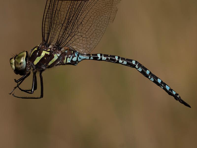 Photo of Green-striped Darner