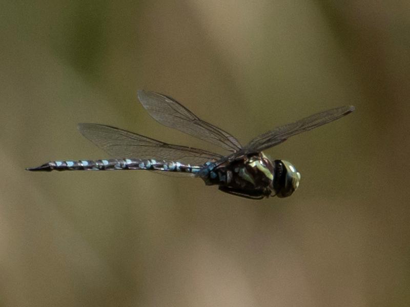 Photo of Green-striped Darner