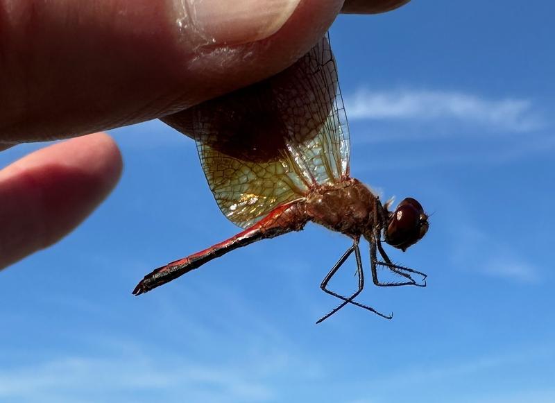 Photo of Band-winged Meadowhawk