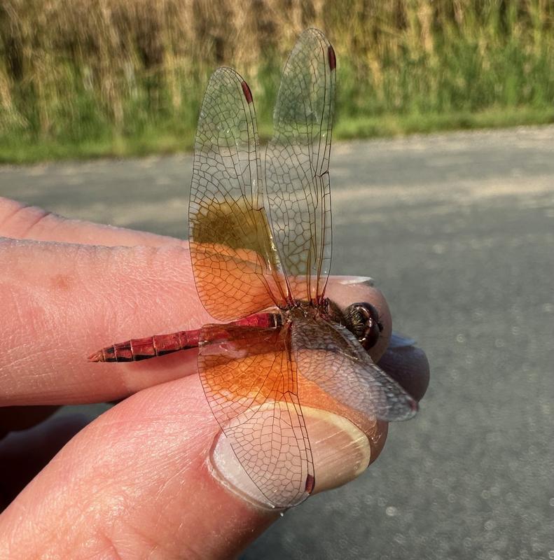 Photo of Band-winged Meadowhawk