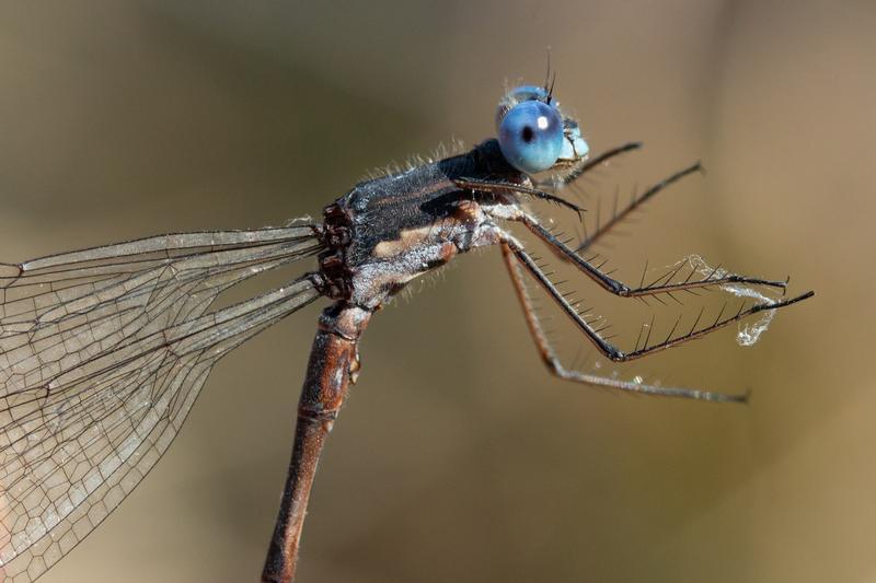Photo of Spotted Spreadwing