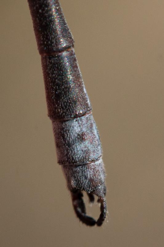 Photo of Spotted Spreadwing