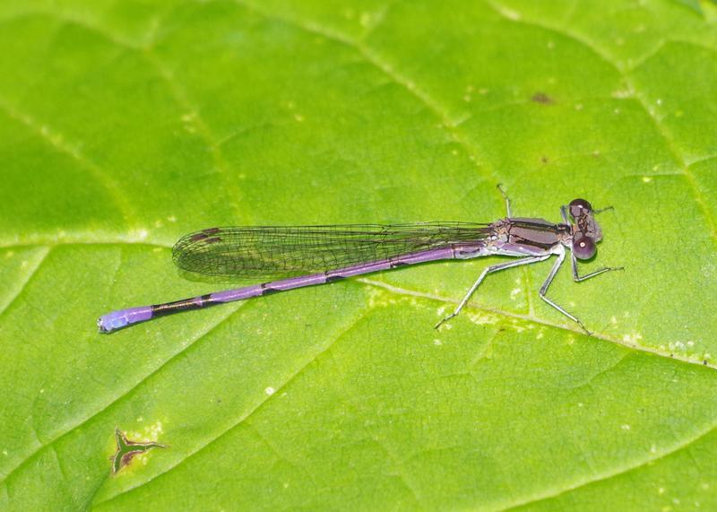 Photo of Variable Dancer (Violet Dancer ssp.)