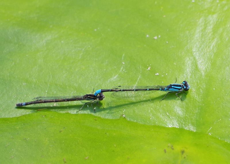 Photo of Skimming Bluet