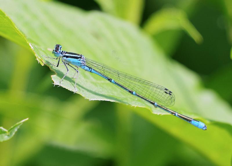 Photo of Stream Bluet