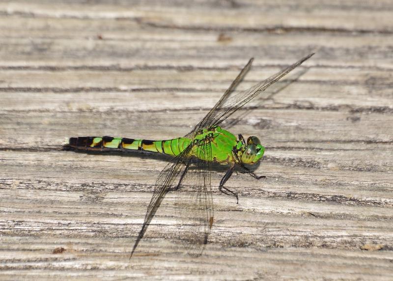 Photo of Eastern Pondhawk