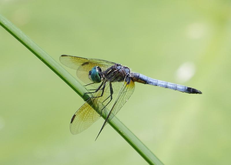 Photo of Blue Dasher