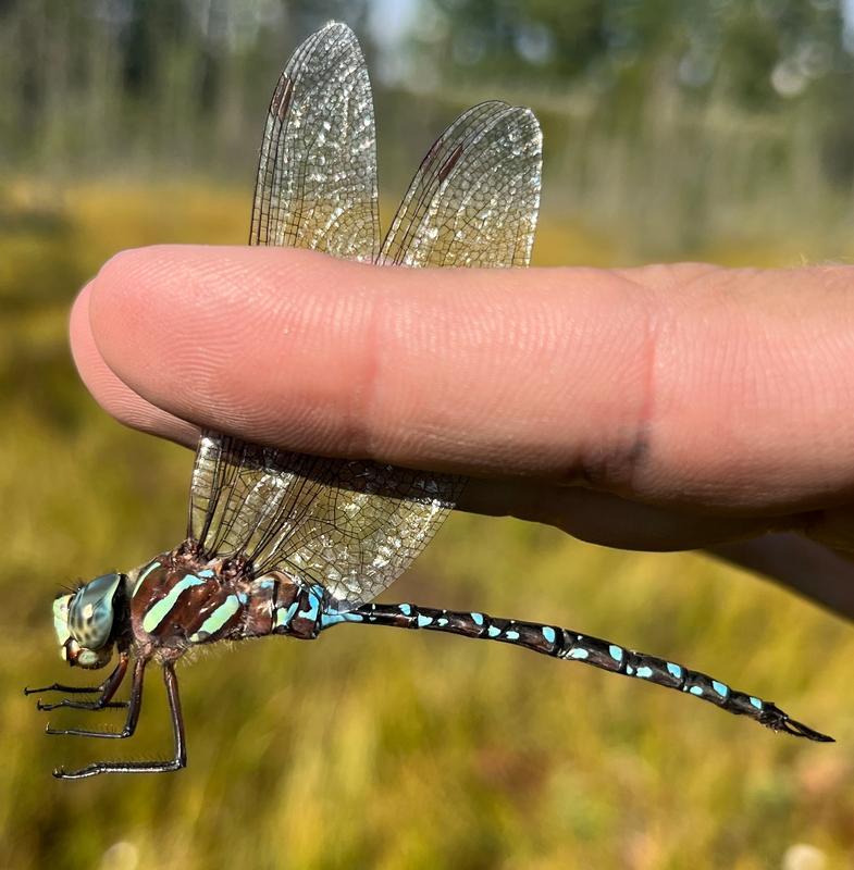 Photo of Black-tipped Darner
