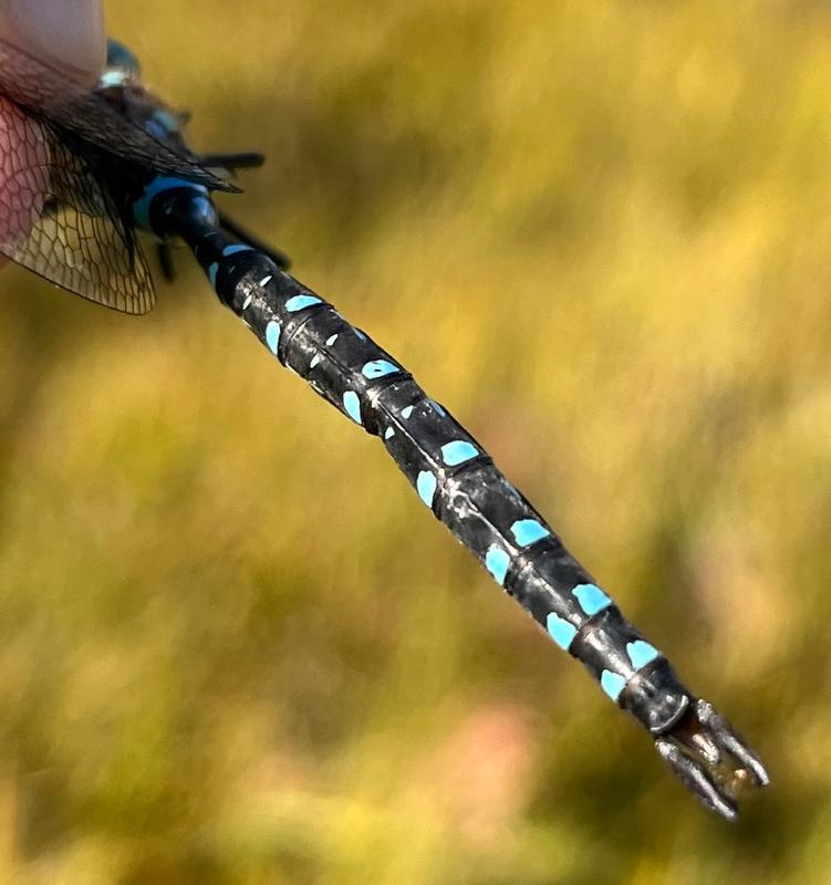 Photo of Black-tipped Darner