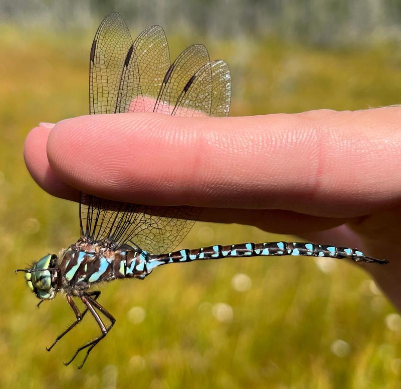 Photo of Subarctic Darner