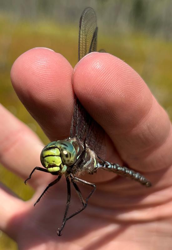 Photo of Subarctic Darner