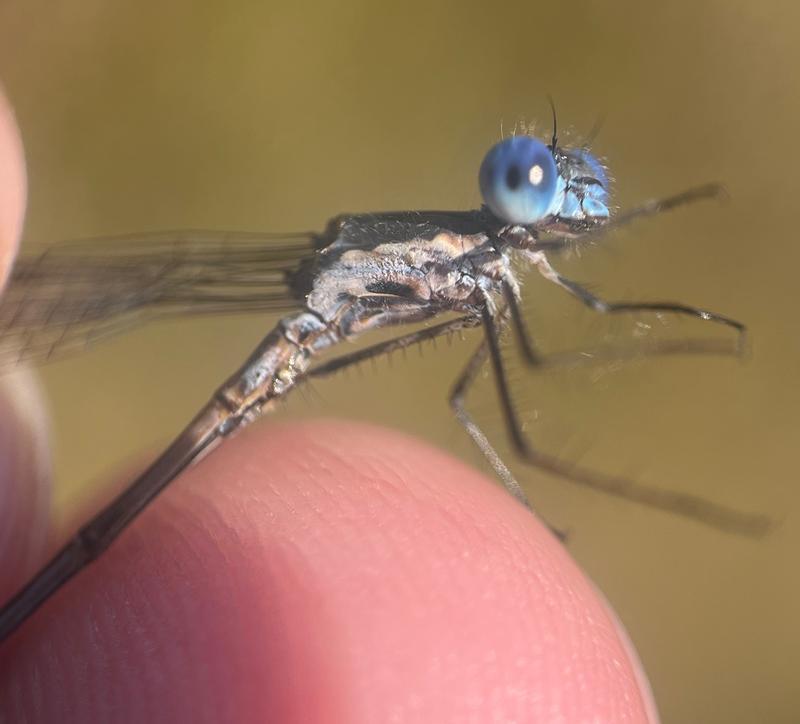 Photo of Spotted Spreadwing