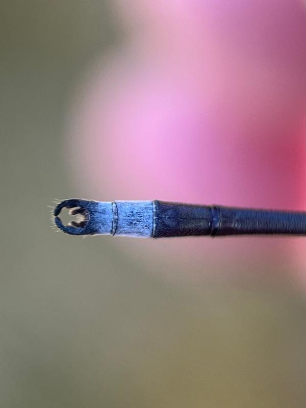 Photo of Spotted Spreadwing