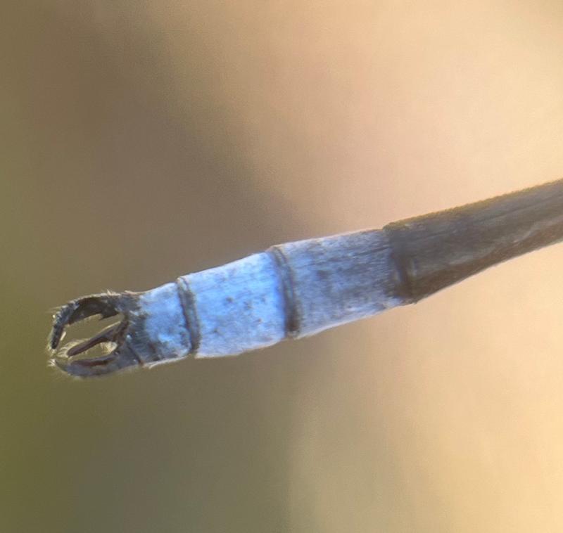 Photo of Sweetflag Spreadwing