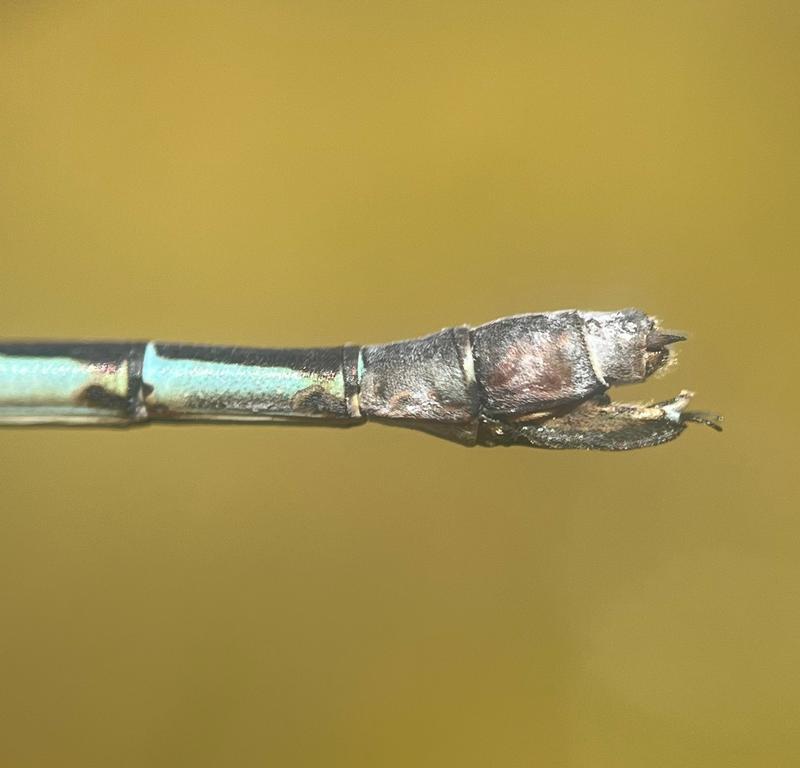 Photo of Sweetflag Spreadwing