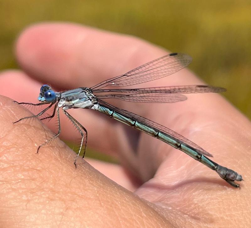 Photo of Sweetflag Spreadwing