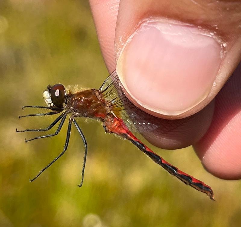 Photo of White-faced Meadowhawk