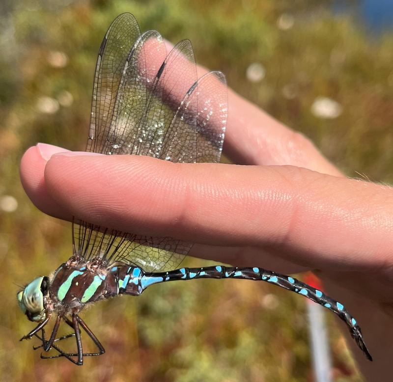 Photo of Black-tipped Darner