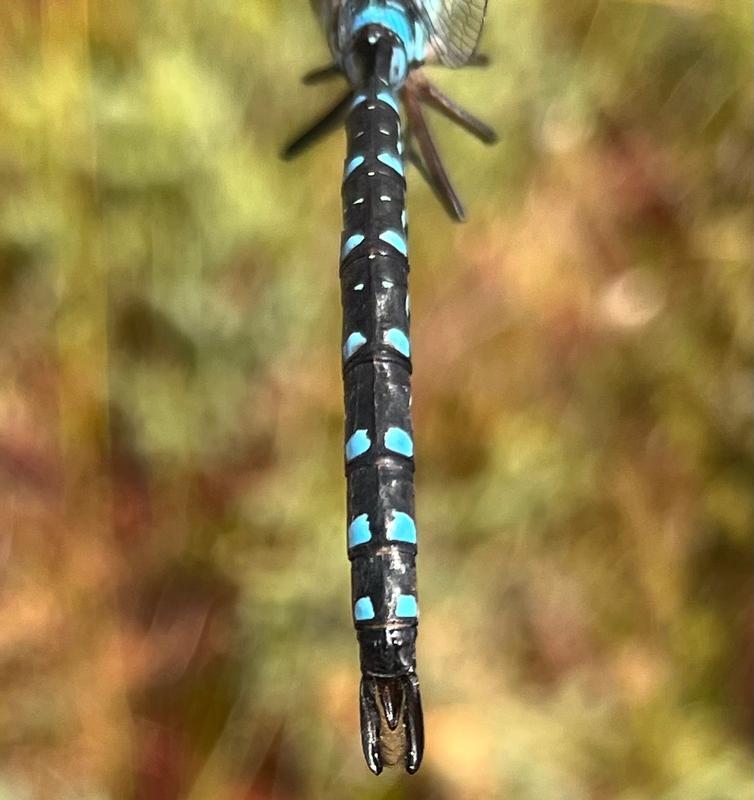 Photo of Black-tipped Darner