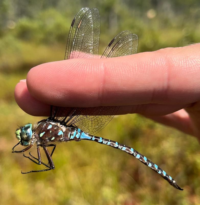 Photo of Variable Darner