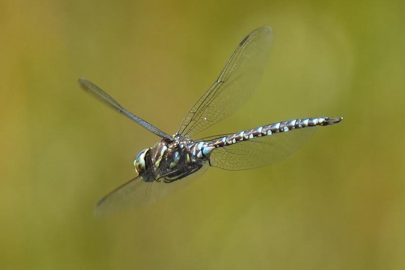 Photo of Subarctic Darner