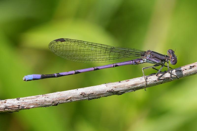 Photo of Variable Dancer (Violet Dancer ssp.)