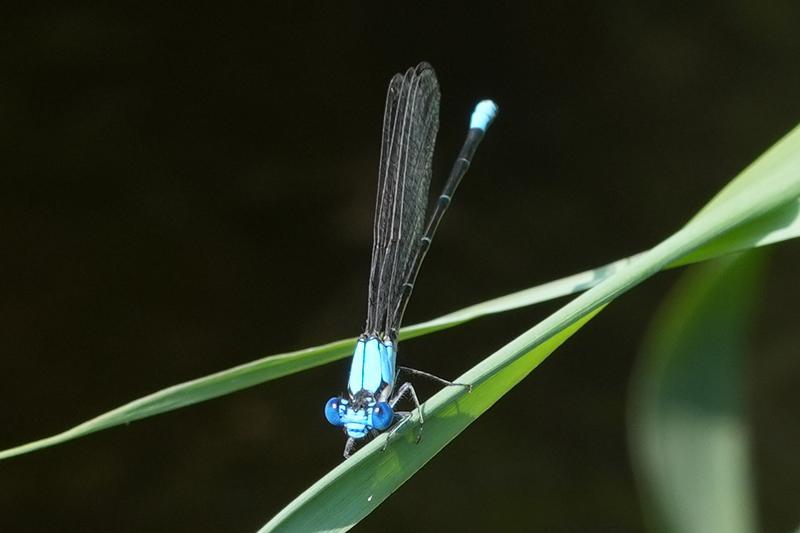Photo of Blue-fronted Dancer