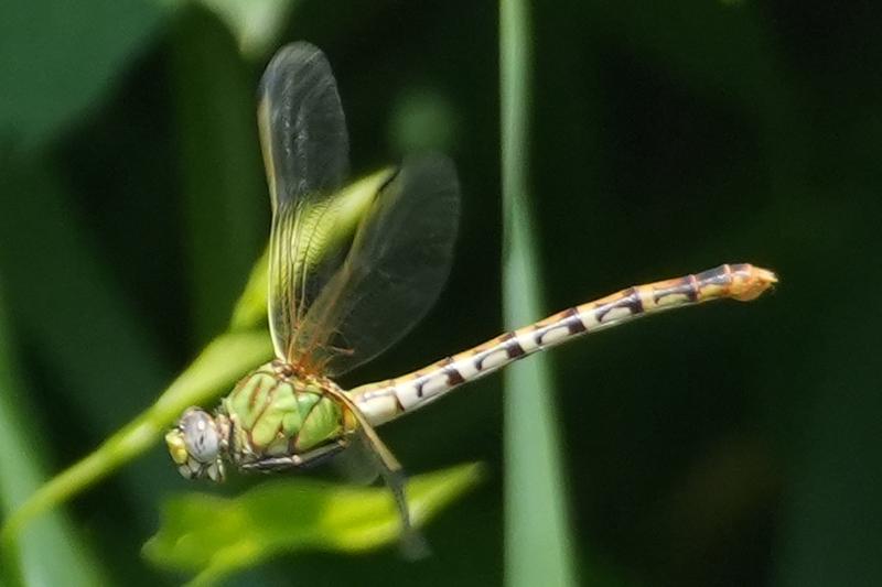 Photo of Eastern Ringtail