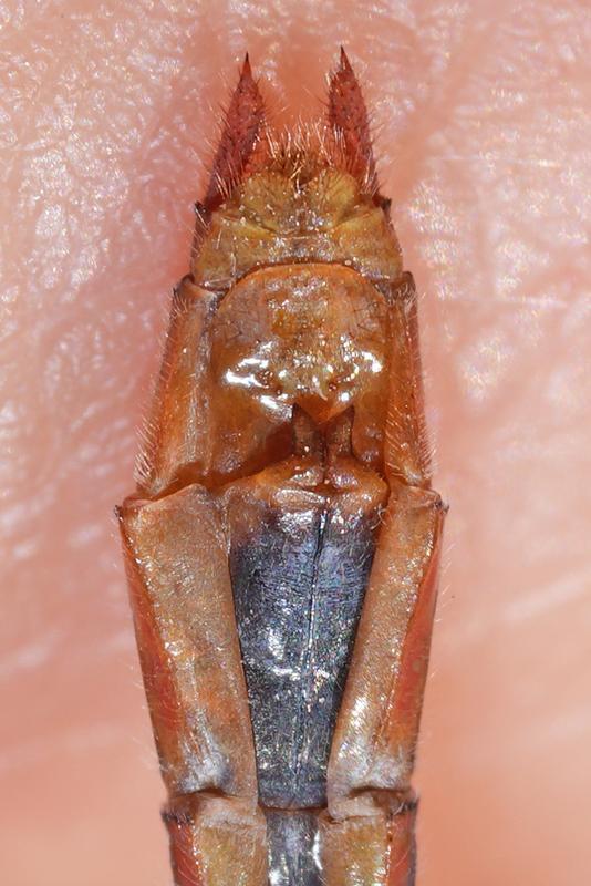 Photo of Cherry-faced Meadowhawk