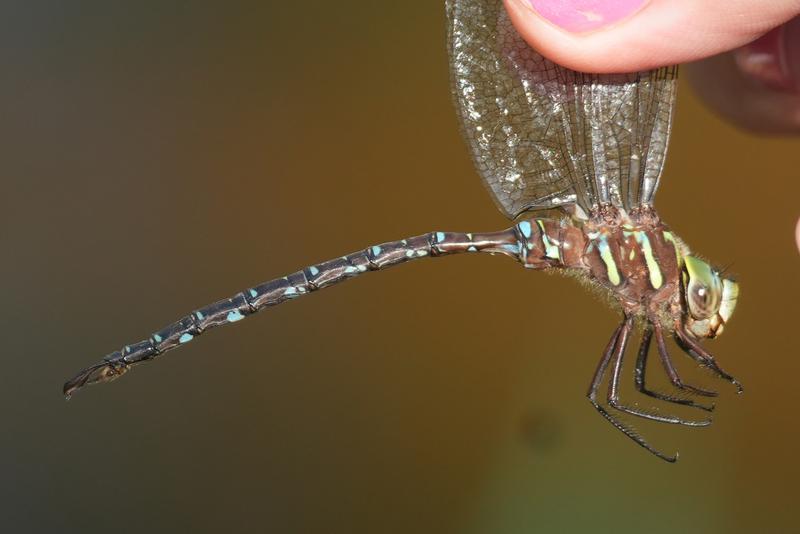 Photo of Shadow Darner