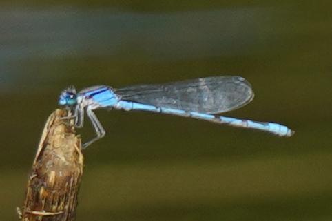 Photo of Familiar Bluet