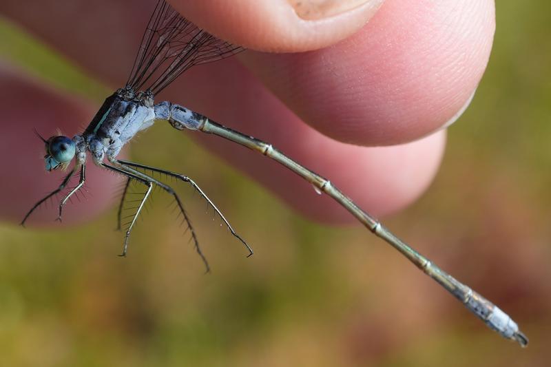 Photo of Northern Spreadwing