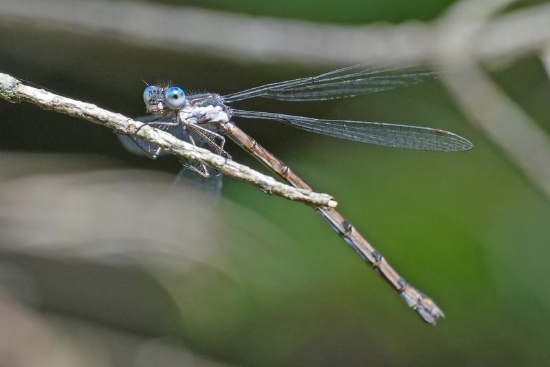 Photo of Spotted Spreadwing
