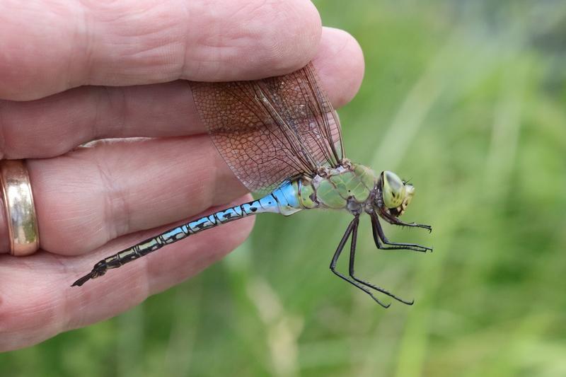 Photo of Common Green Darner