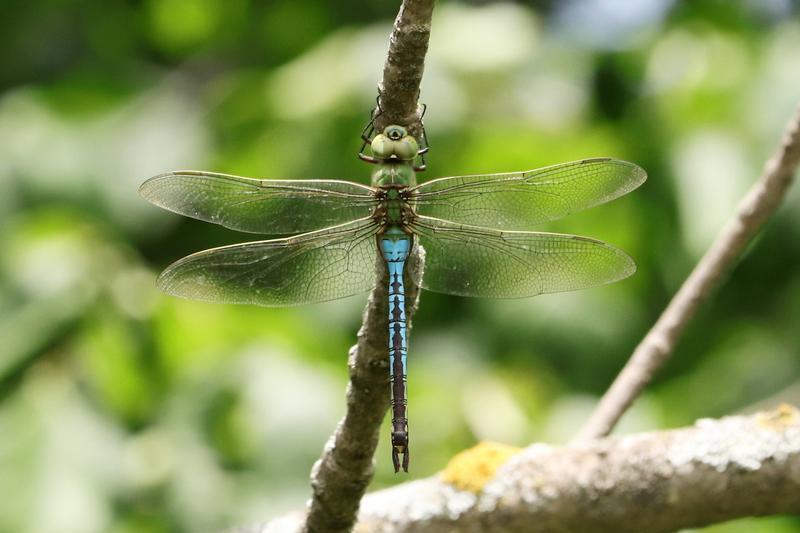Photo of Common Green Darner