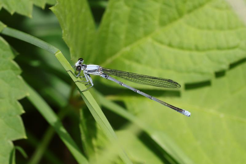 Photo of Powdered Dancer