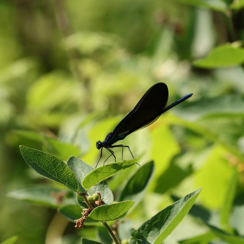 Photo of Ebony Jewelwing