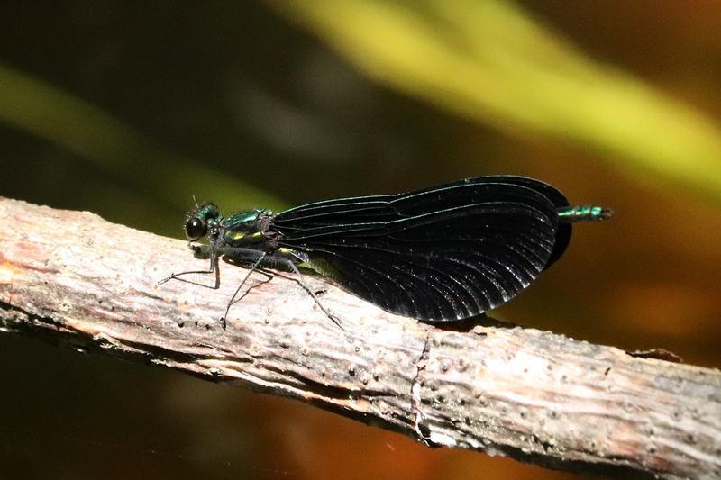 Photo of Ebony Jewelwing