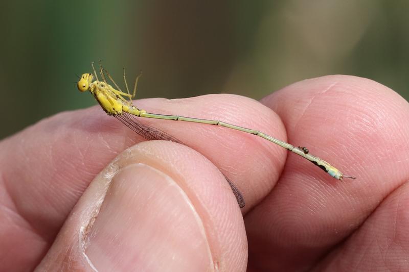 Photo of Vesper Bluet