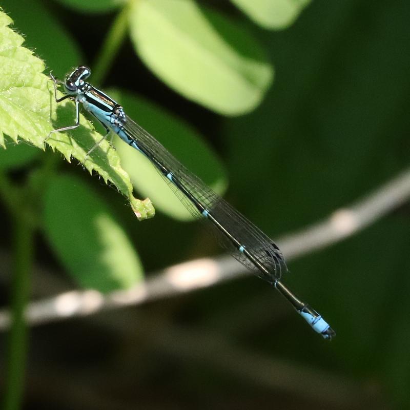 Photo of Stream Bluet