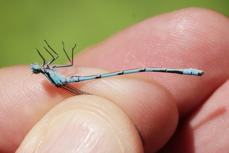 Photo of Hagen's Bluet