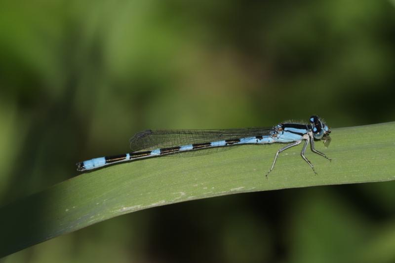 Photo of Tule Bluet