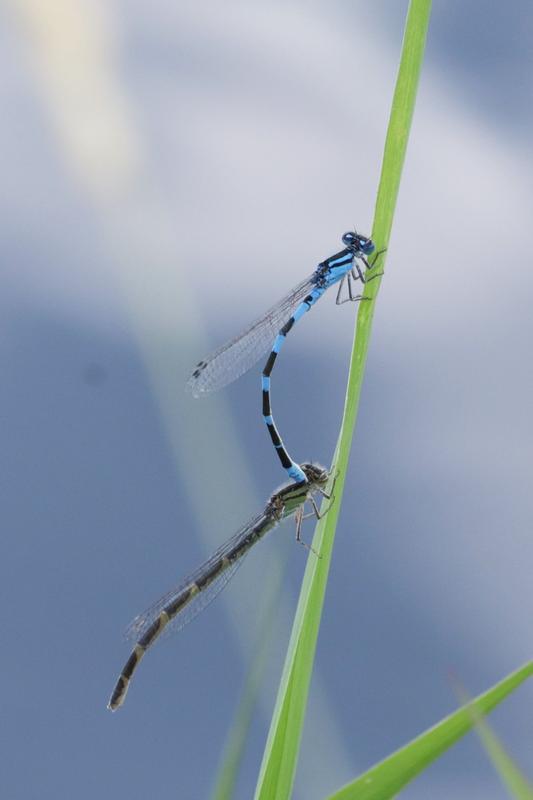 Photo of Tule Bluet