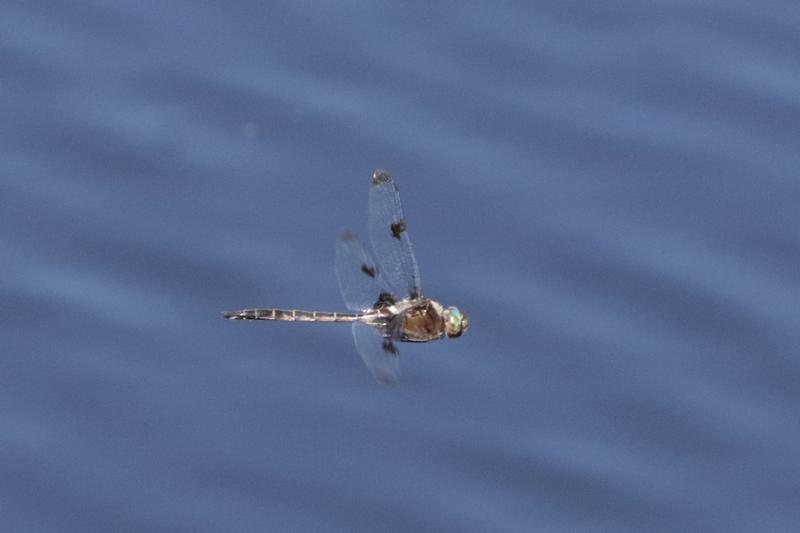 Photo of Prince Baskettail