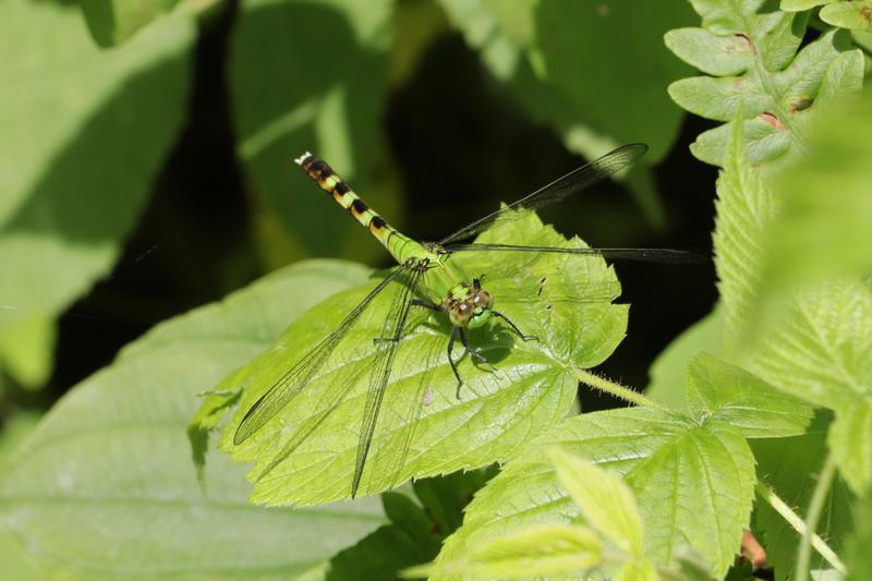 Photo of Eastern Pondhawk