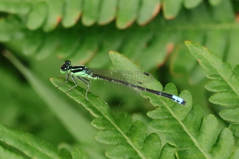Photo of Eastern Forktail