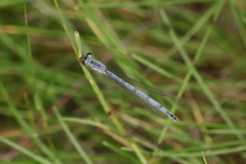 Photo of Eastern Forktail